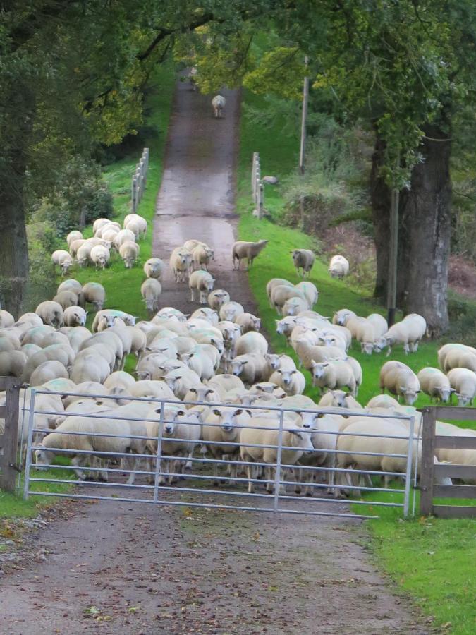 Le Dorat La Ferme De Pomereix מראה חיצוני תמונה